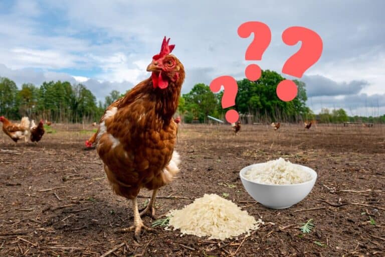 Chickens Can Eat Cooked & Uncooked Rice