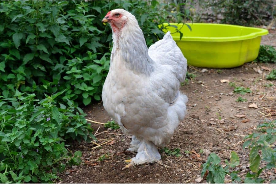 Top 12 Largest Chicken Breeds: With Comparison Table