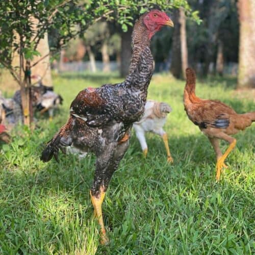 Top 12 Largest Chicken Breeds With Comparison Table