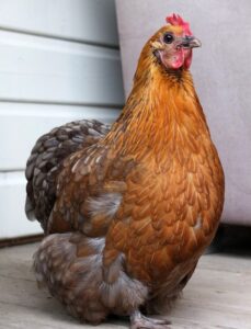 Top 12 Largest Chicken Breeds: With Comparison Table