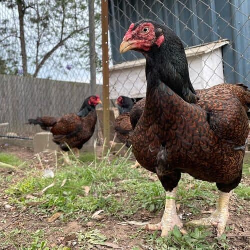 Top 12 Largest Chicken Breeds With Comparison Table