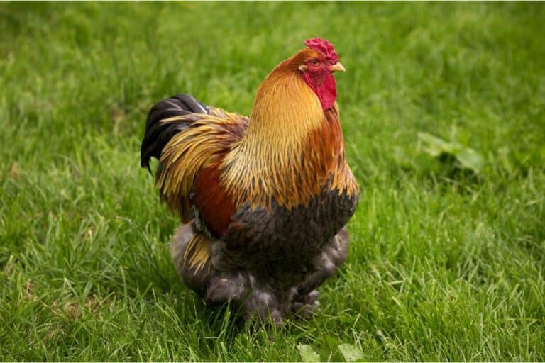 Top 12 Largest Chicken Breeds: With Comparison Table