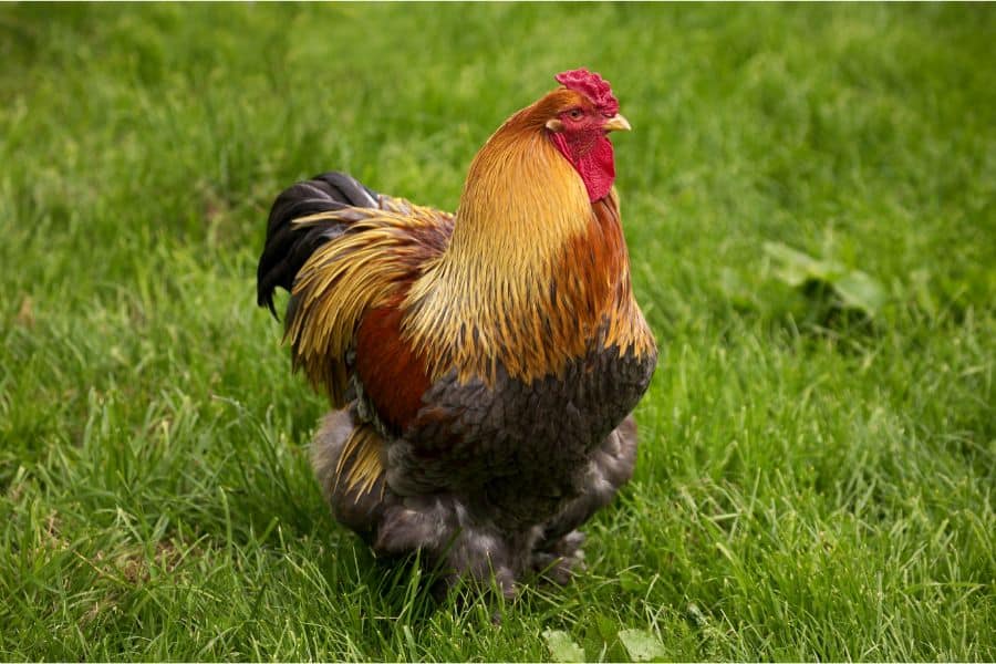 White Columbian Giant Brahma (Magnificent rooster) 
