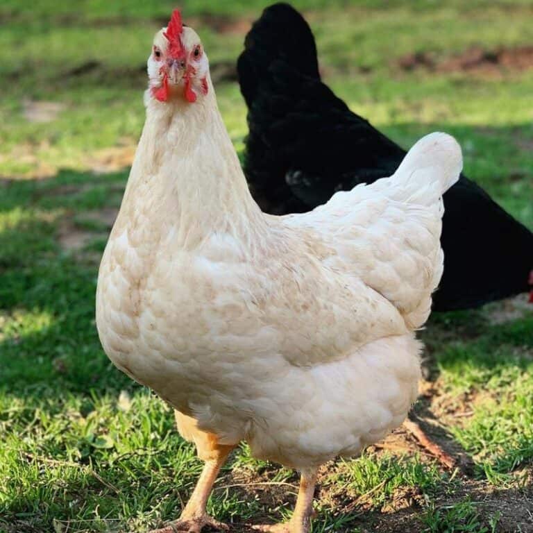 Amberlink Chicken: An Egg-Laying Champion