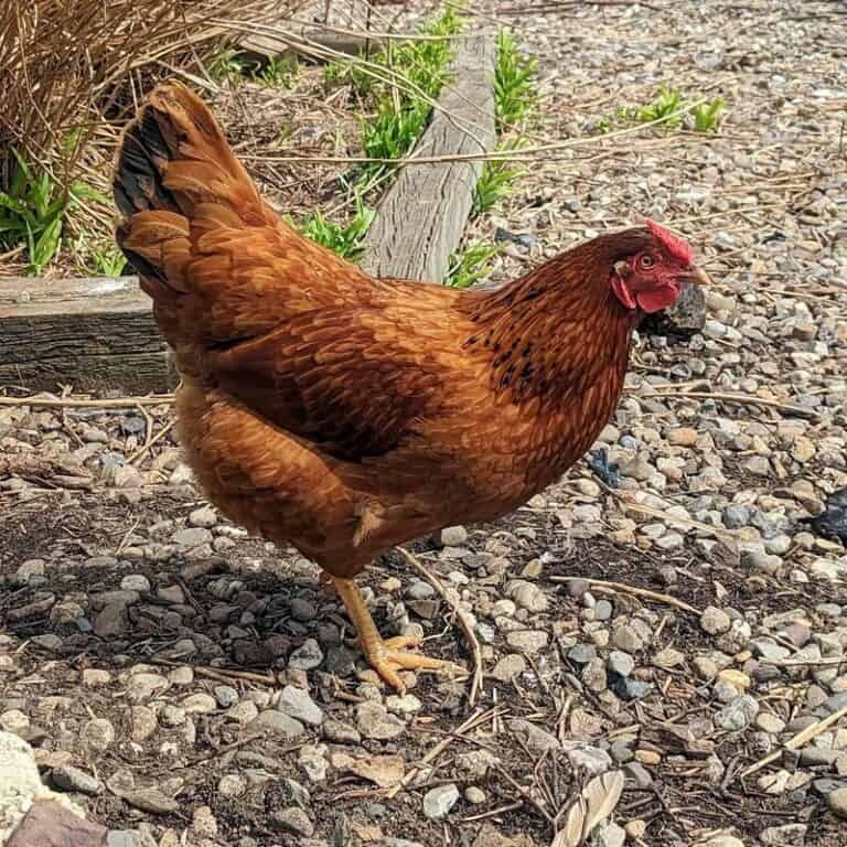 16 Best Brown Chicken Breeds You Should Know