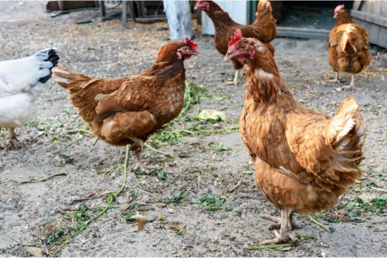 16 Best Brown Chicken Breeds You Should Know