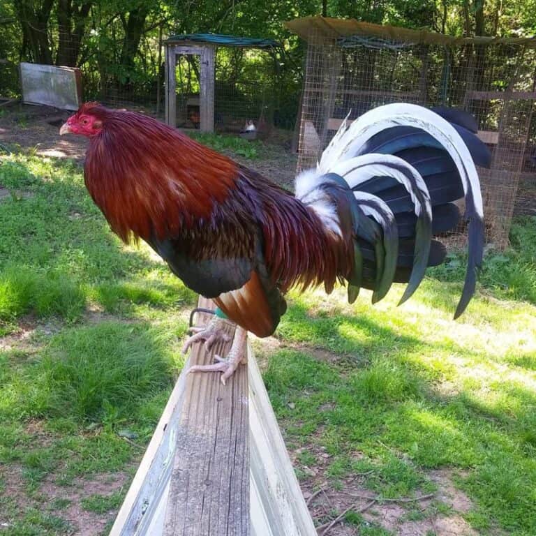 Top 9 Fighting Roosters Breeds And How To Spot The Best One