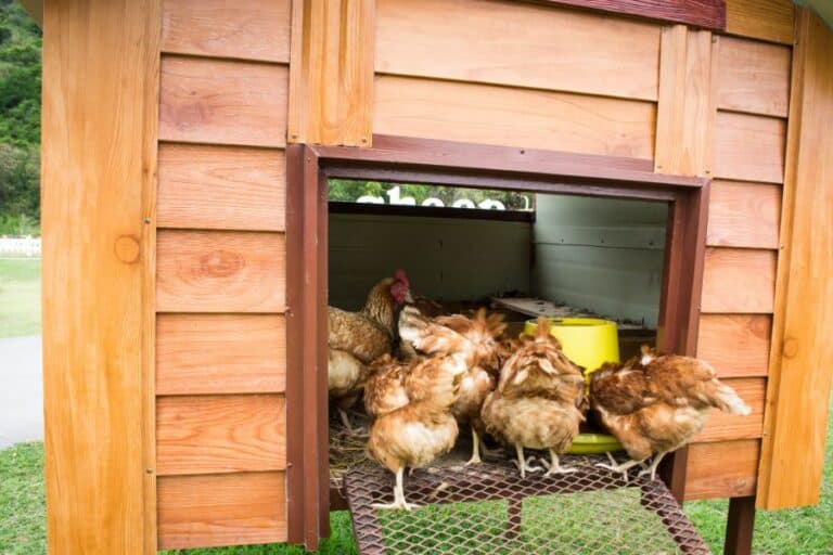 Flies In The Chicken Coop Prevention Control