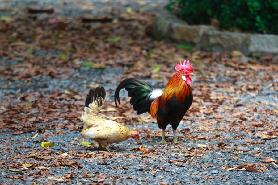 Chicken Breeds: Which one is right for me?