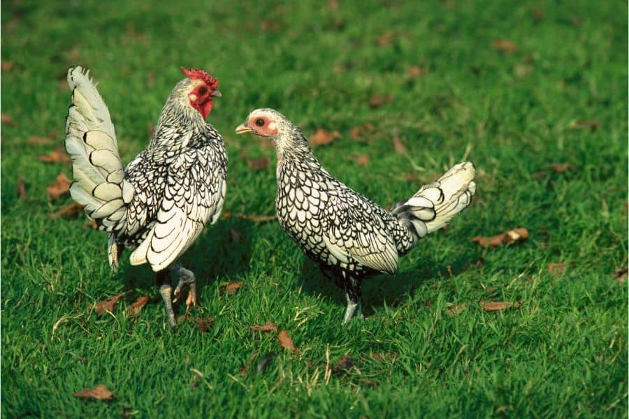 14 Pretty Chicken Breeds: Beauty and More