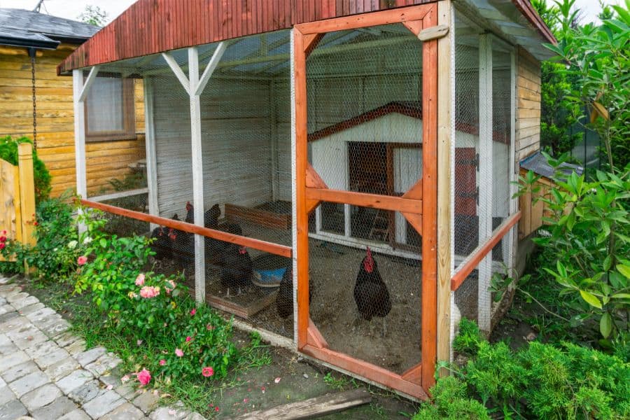 How Much Coop Run Space Do Chickens Need 