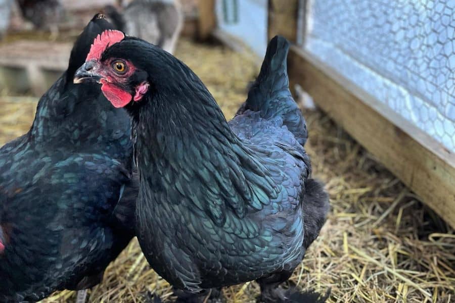 mystic maran chicken