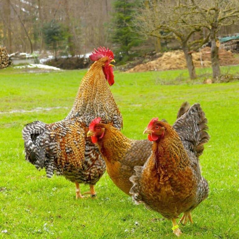 Bielefelder Chicken Breed: Origin, Eggs, &amp; Care - The Everyday Mom Life