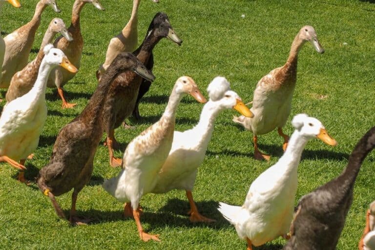 How Long Do Ducks Live? 9 Duck Breeds Lifespan