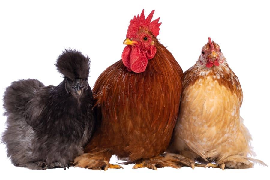 14 Pretty Chicken Breeds: Beauty and More