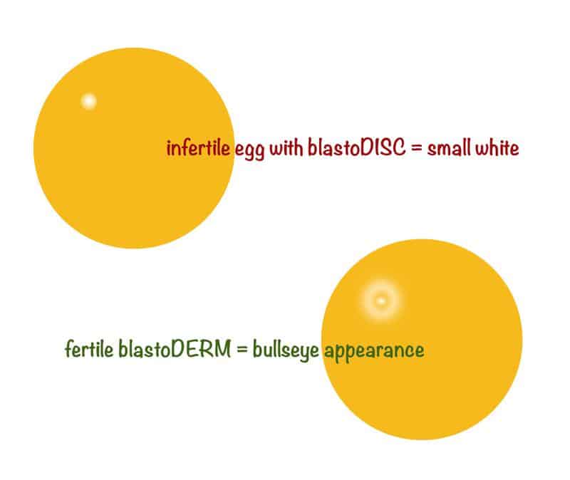 differentiate between fertile and unfertile eggs