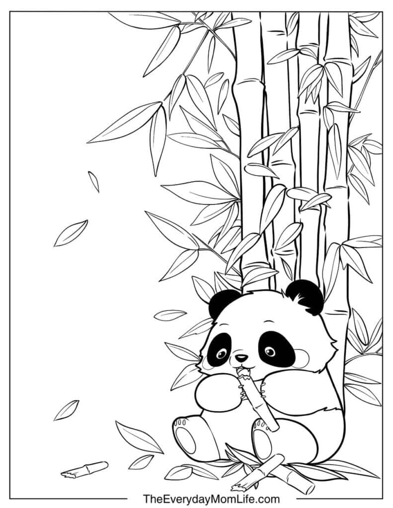 Baby Panda Eating Bamboo Shoots