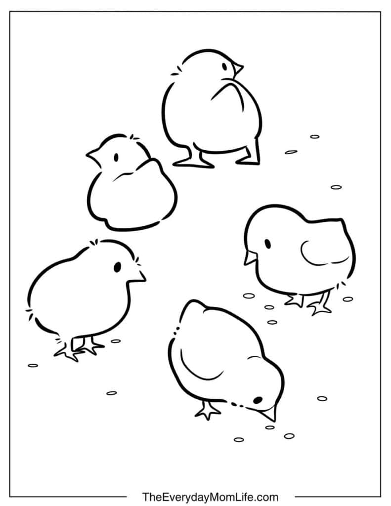 Chicks Eating Rice