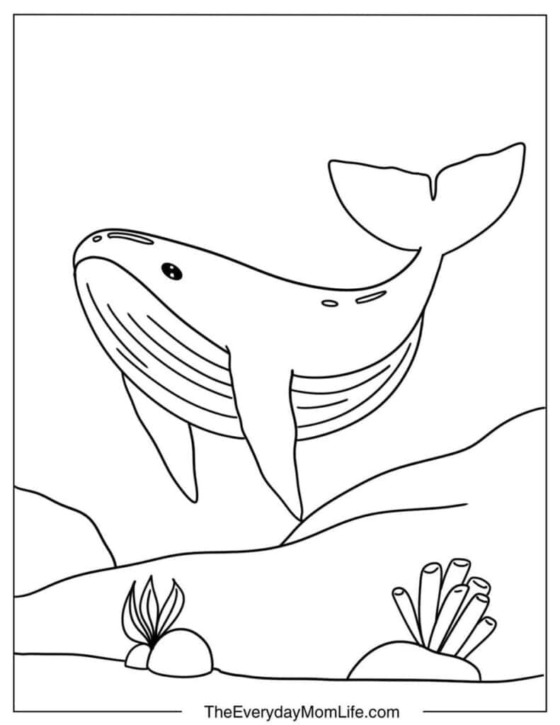 Easy Whale Coloring Page