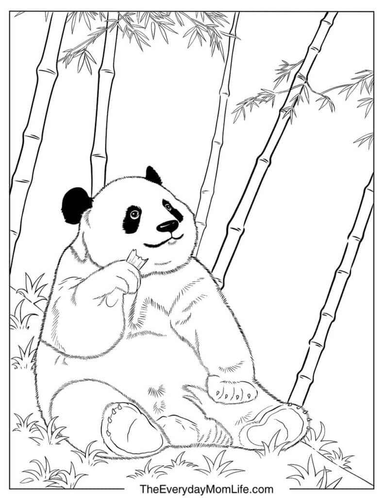 Panda Eating Bamboo in the Bamboo Forest