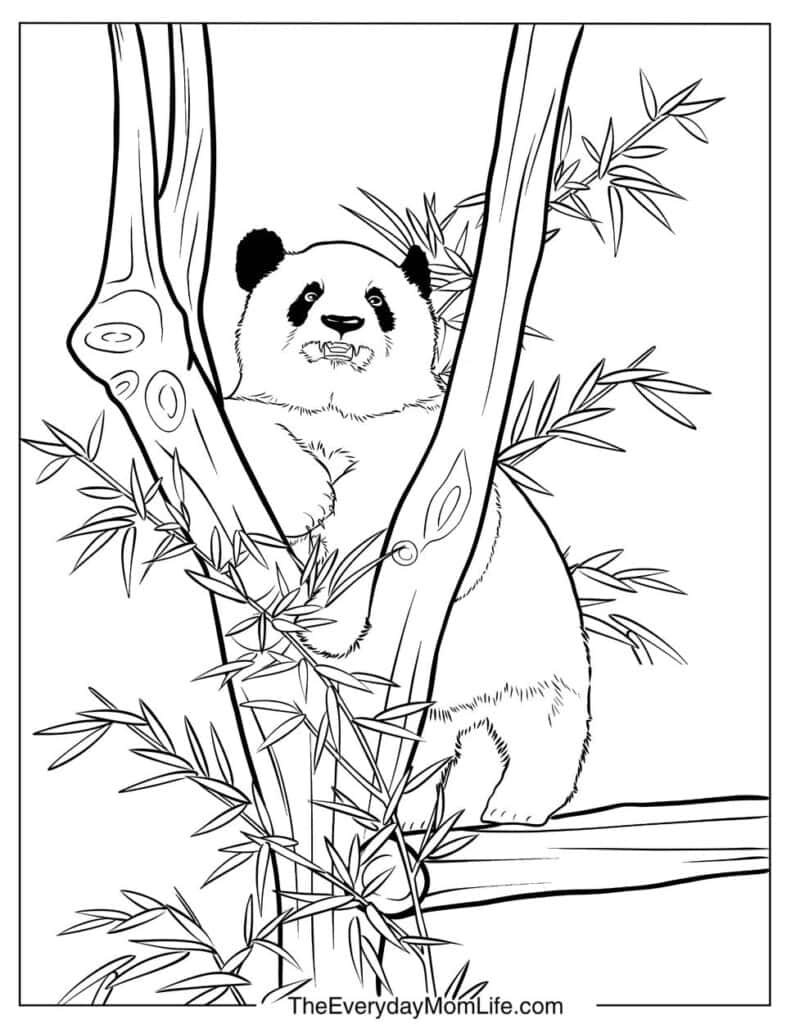 Panda Standing on a Tree