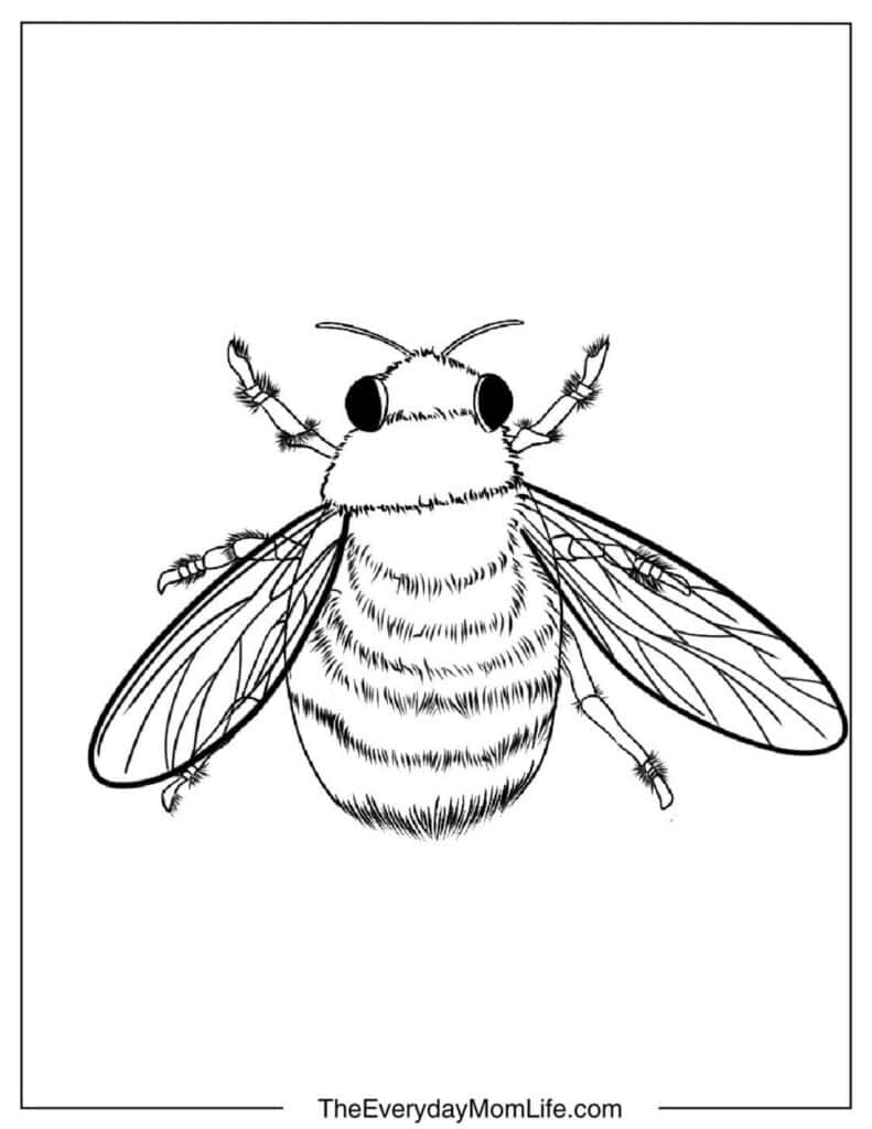 Realistic Bee Coloring Page