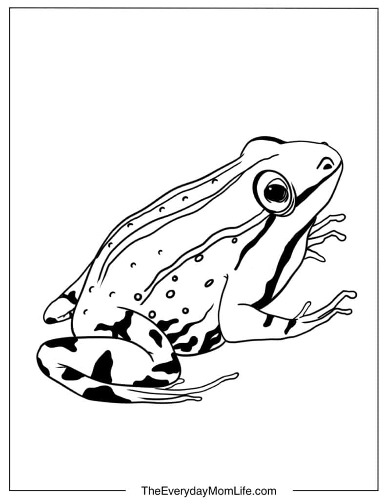 Realistic Frog