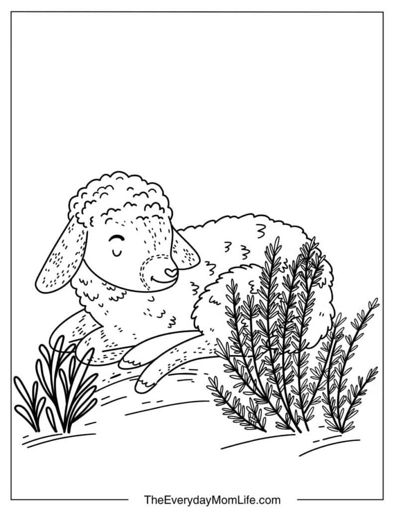 Resting Sheep