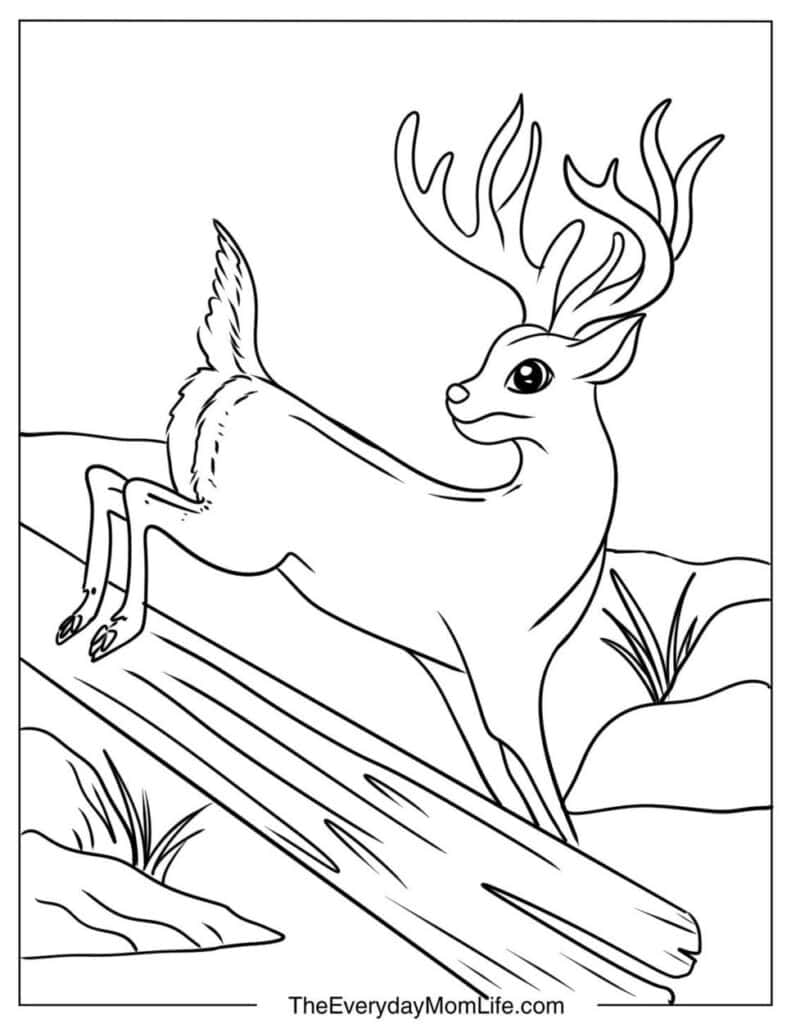 White-Tailed Deer Coloring Page